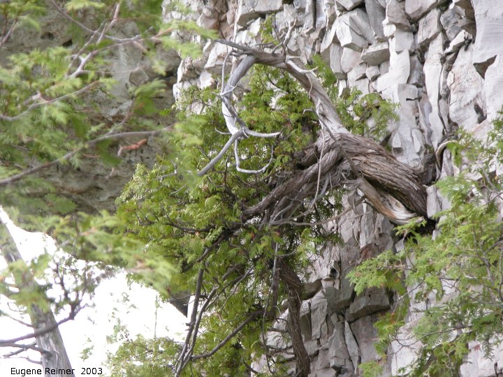 IMG 2003-May31 at Escarpment Hike near CyprusLake ON:  White cedar (Thuja occidentalis) on cliff c 500yrs old