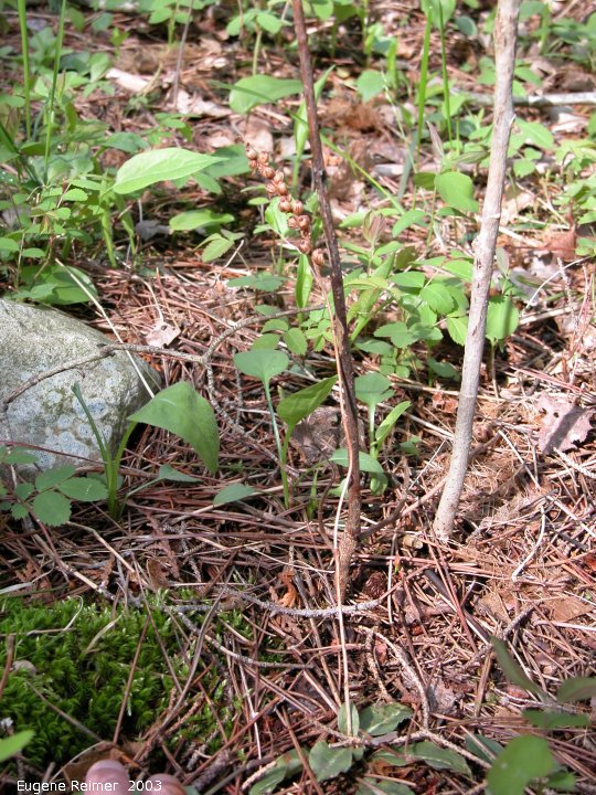 IMG 2003-May31 at Escarpment Hike near CyprusLake ON:  Menzies rattlesnake-orchid (Goodyera oblongifolia) with seedpod