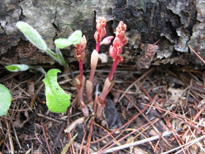 IMG 2003-May31 at Escarpment Hike near CyprusLake ON:  Spotted coralroot (Corallorhiza maculata)