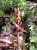 Striped coralroot: