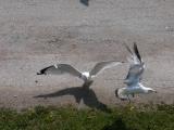 Ring-billed gull: