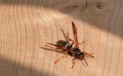 Paper-wasp:
