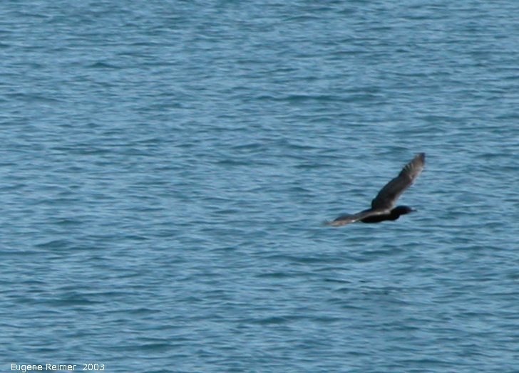 IMG 2003-Jun01 at FlowerpotIsland ON by boat:  Cormorant (Phalacrocorax sp)