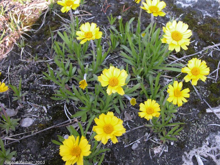 IMG 2003-Jun01 at EmmettLakeRoad ON:  Lakeside daisy=Rubberweed (Hymenoxys acaulis var glabra)