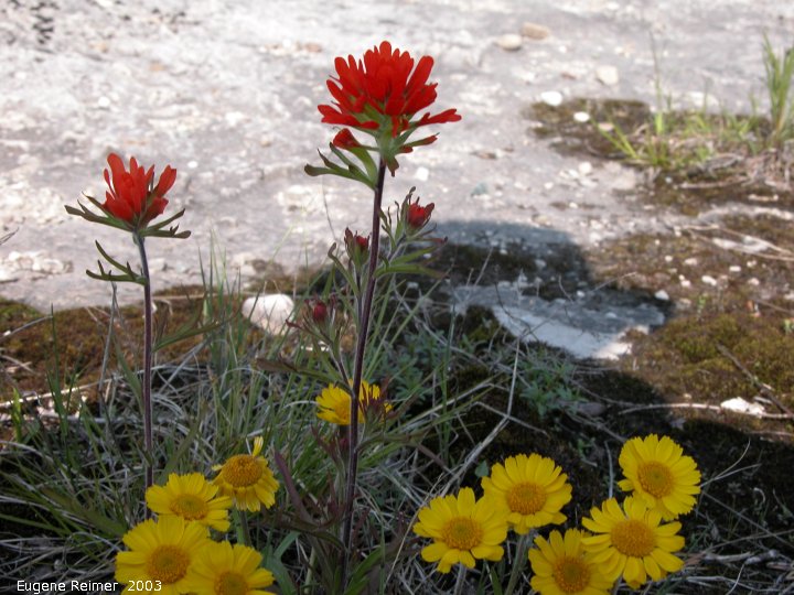 IMG 2003-Jun01 at EmmettLakeRoad ON:  Lakeside daisy (Hymenoxys acaulis var glabra) + Red paintbrush (Castilleja coccinea)