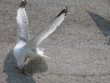 Ring-billed gull: scavenging