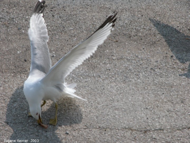 IMG 2003-Jun02 at DyersBay ON:  Ring-billed gull (Larus delawarensis) scavenging