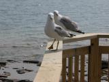 Ring-billed gull: on deck rail