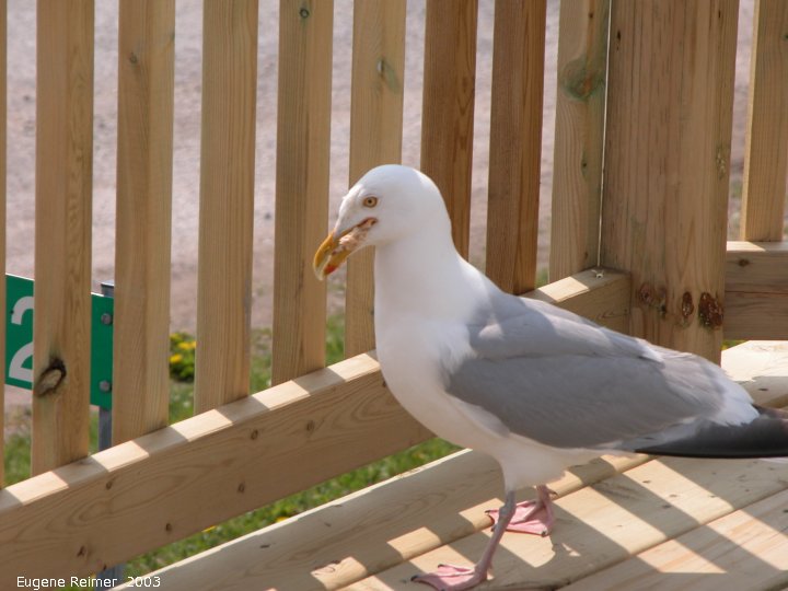 IMG 2003-Jun02 at DyersBay ON:  Herring gull (Larus smithsonianus) on deck
