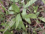 Trout lily: pods