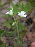 Mouse-eared chickweed:
