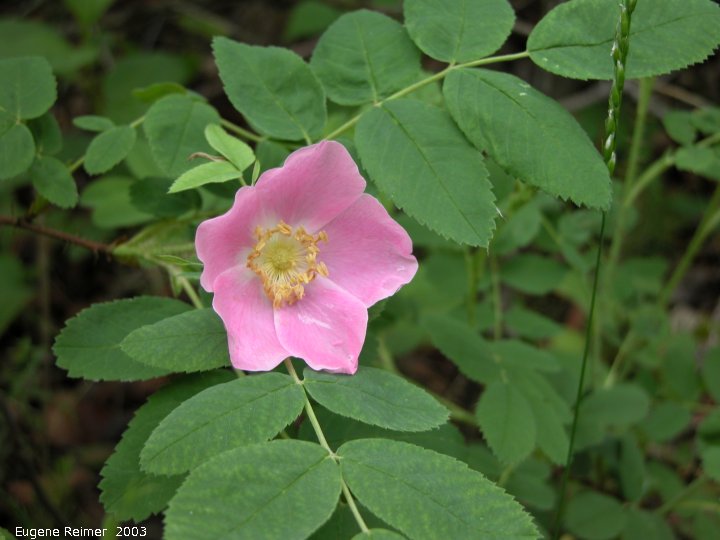 IMG 2003-Jun07 at BirdsHillPark:  Prickly rose (Rosa acicularis)