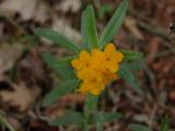 Hoary puccoon=Cowslip: normal-colour
