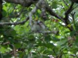 Chestnut-sided warbler: