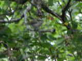 Chestnut-sided warbler: