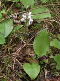 Small round-leaf orchid: w LilyOfValley-leaf