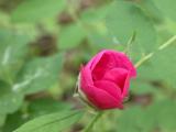 Prickly rose: rose-bud