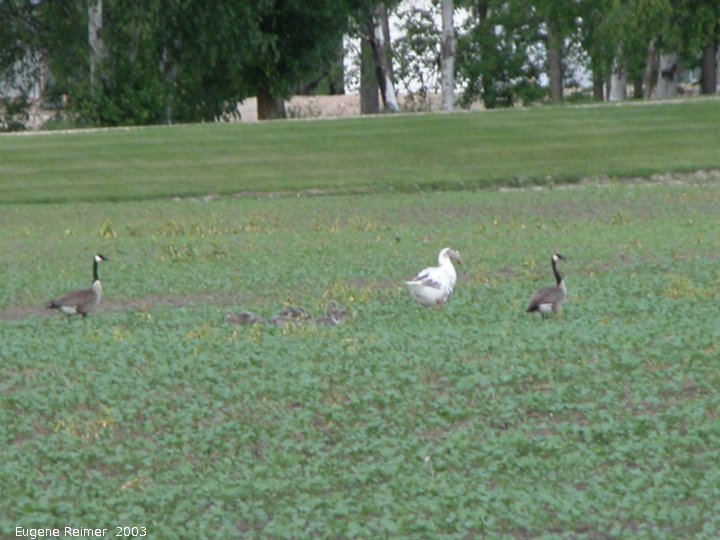 IMG 2003-Jun11 at Anola:  Canada goose (Branta canadensis)+domestic-goose