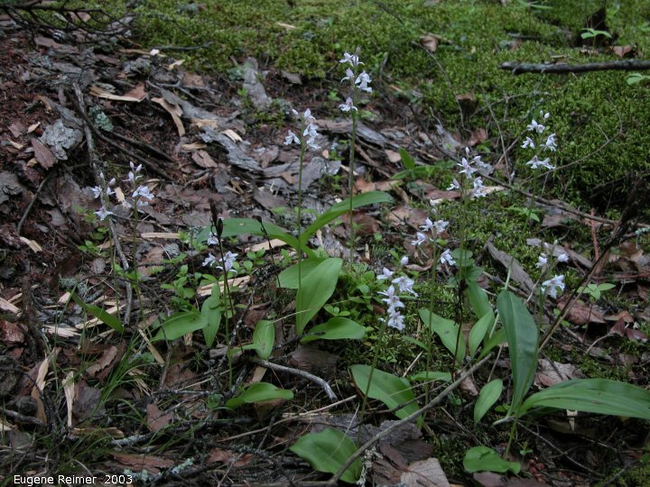 IMG 2003-Jun11 at Hadashville:  Small round-leaf orchid (Amerorchis rotundifolia) clump