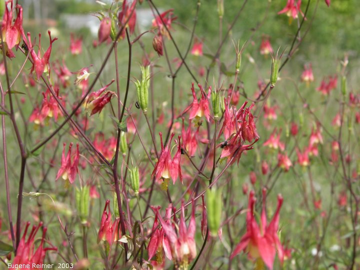 IMG 2003-Jun14 at Williams MN:  Red columbine (Aquilegia canadensis) clump