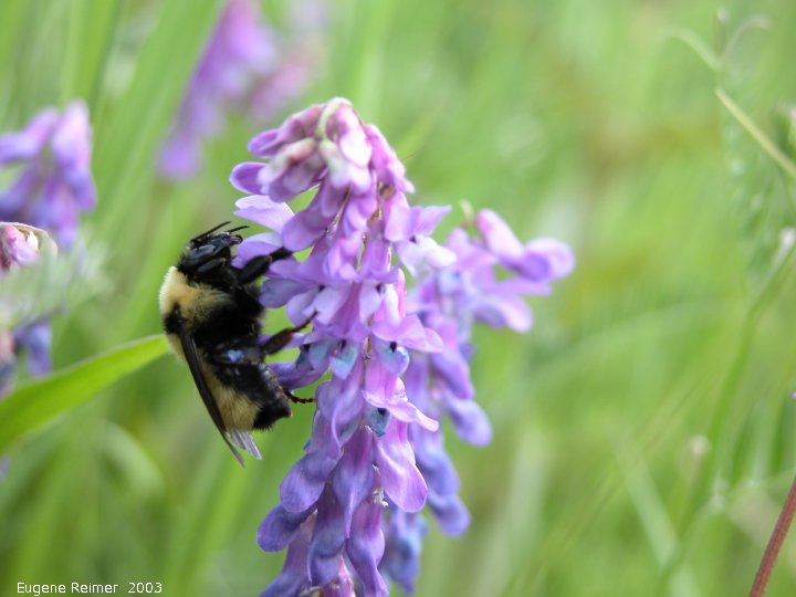 IMG 2003-Jun14 at Williams MN:  Bumblebee (Bombus sp) on Cow vetch (Vicia cracca)