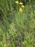 Prairie ragwort: plant