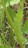 Prairie ragwort: leaf