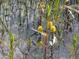 Tufted yellow loosestrife: