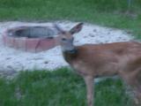 White-tailed deer: domesticated