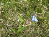 Tall bluebell=Tall lungwort=Mertensia paniculata: