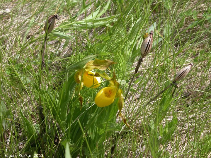 IMG 2003-Jun23 at RidingMountainPark:  Yellow ladyslipper (Cypripedium parviflorum) with pods