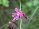 Pink catchfly?: flower