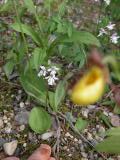 Small round-leaf orchid+Yellow: on gravel