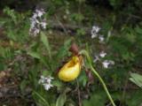 Small round-leaf orchid+Yellow: on gravel