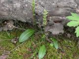 Blunt-leaf rein-orchid: