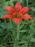 Wood lily: western
