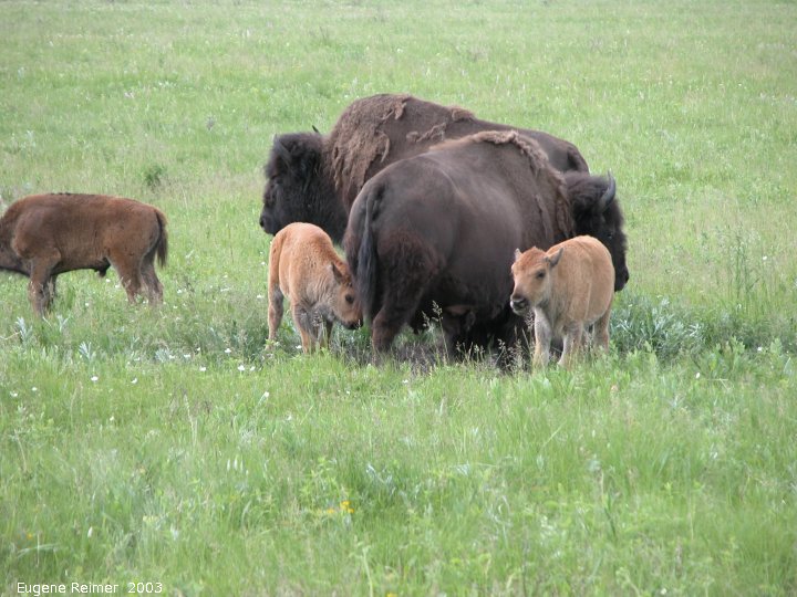 IMG 2003-Jun24 at RidingMountainPark:  Plains bison (Bison bison bison) calves