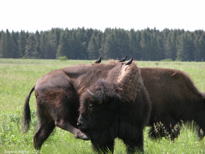 IMG 2003-Jun24 at RidingMountainPark:  Plains bison (Bison bison bison) with Brown-headed cowbird (Molothrus ater) several