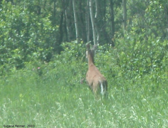 IMG 2003-Jun24 at DuckMountainPark:  White-tailed deer (Odocoileus virginianus)