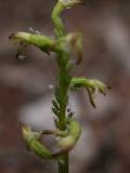 Early coralroot: