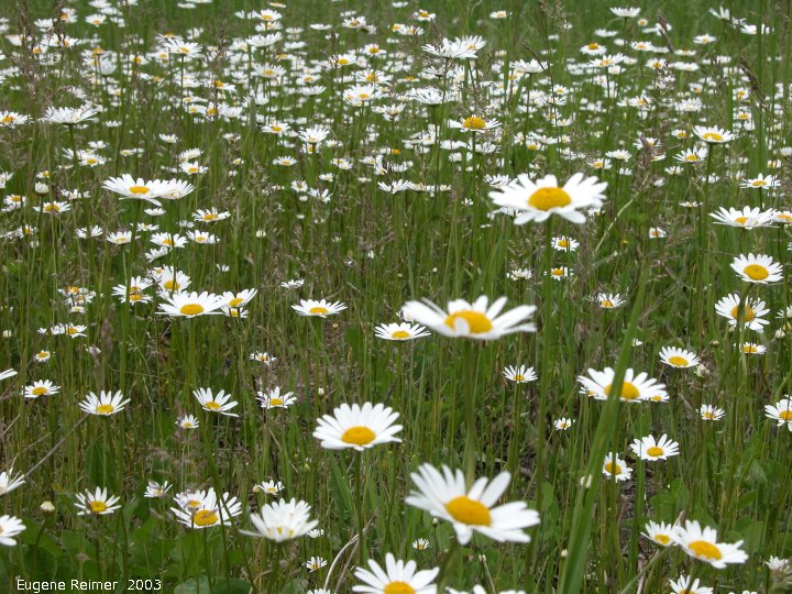 IMG 2003-Jun25 at DuckMountainPark:  Ox-eye daisy (Leucanthemum vulgare) many