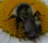 besotted-bee: on OxEyeDaisy