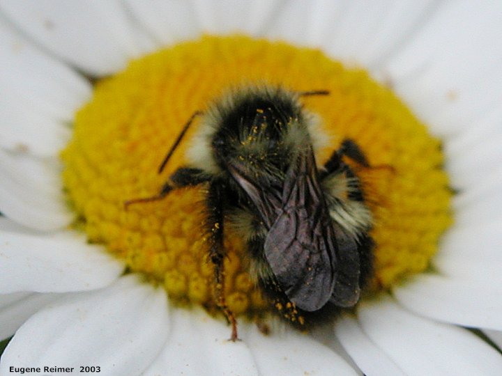 IMG 2003-Jun25 at DuckMountainPark:  besotted Bee (Apoidea sp) on Ox-eye daisy (Leucanthemum vulgare)
