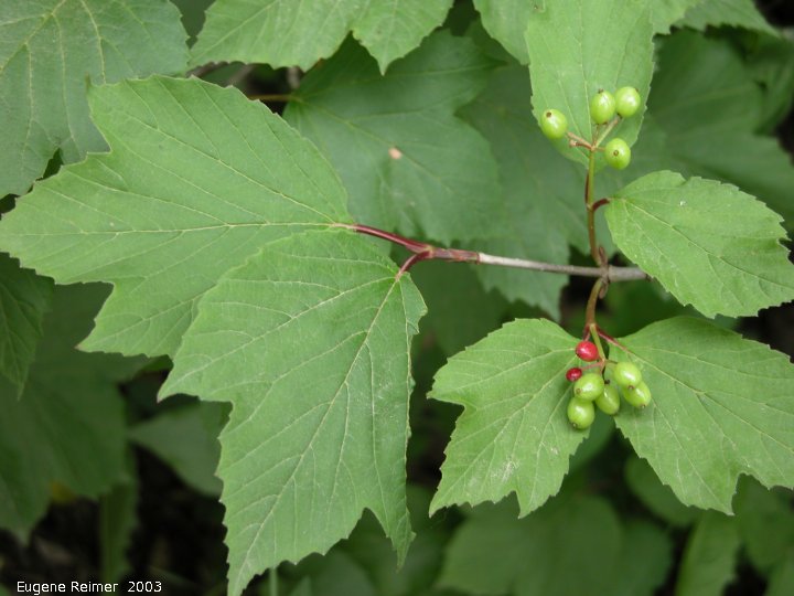 IMG 2003-Jun25 at DuckMountainPark:  High-bush cranberry (Viburnum opulus) lowbush form