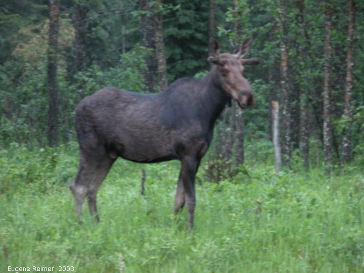 IMG 2003-Jun25 at RidingMountainPark:  Moose (Alces alces) beside road in Riding Mtn