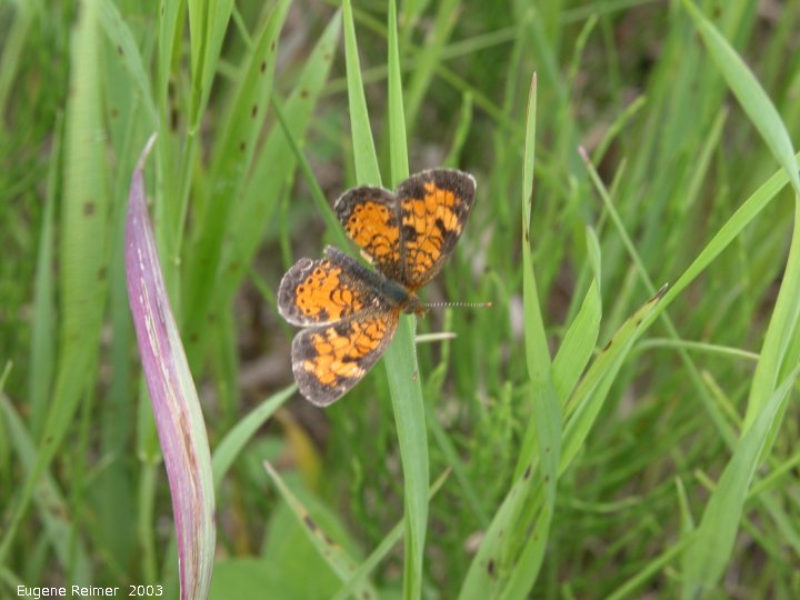 IMG 2003-Jun28 at Woodridge:  Crescent butterfly (Phyciodes sp)