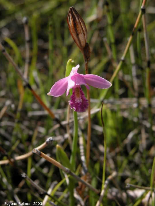 IMG 2003-Jul03 at PTH15 east of Anola:  Rose pogonia (Pogonia ophioglossoides) with pod