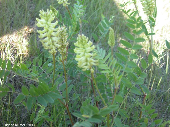 IMG 2003-Jul03 at PTH15 east of Anola:  Canadian milk-vetch (Astragalus canadensis)