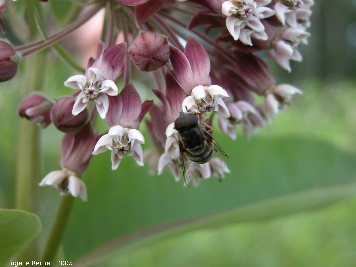 IMG 2003-Jul03 at PTH15 east of Anola:  Bee-fly (Bombyliidae sp) on Milkweed (Asclepias sp)