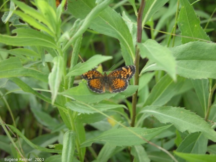 IMG 2003-Jul03 at PTH15 east of Anola:  Checkerspot butterfly (Chlosyne sp) male